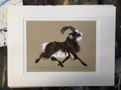 Sean-nòs (Irish Goat)